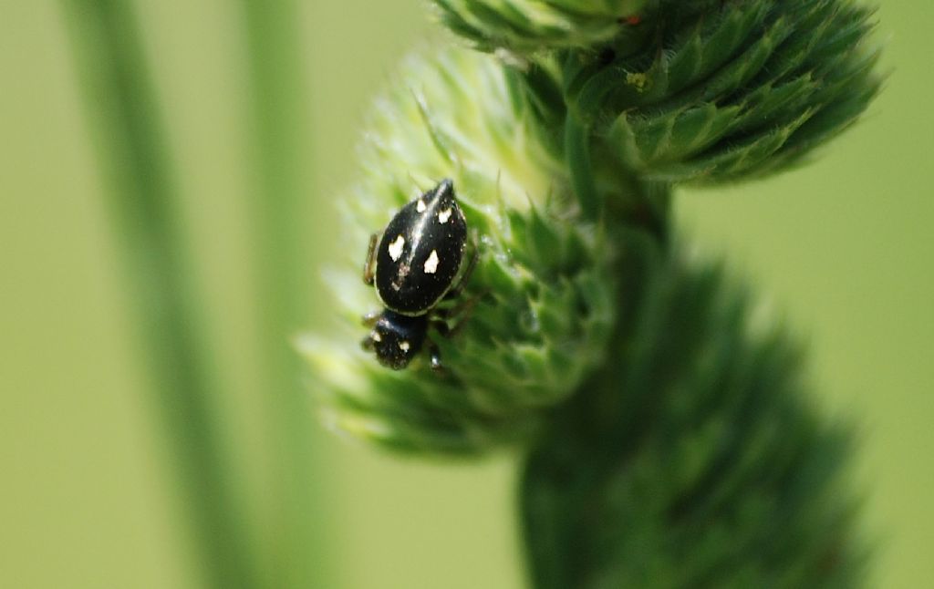 Heliophanus cf. apiatus - Roma (RM)